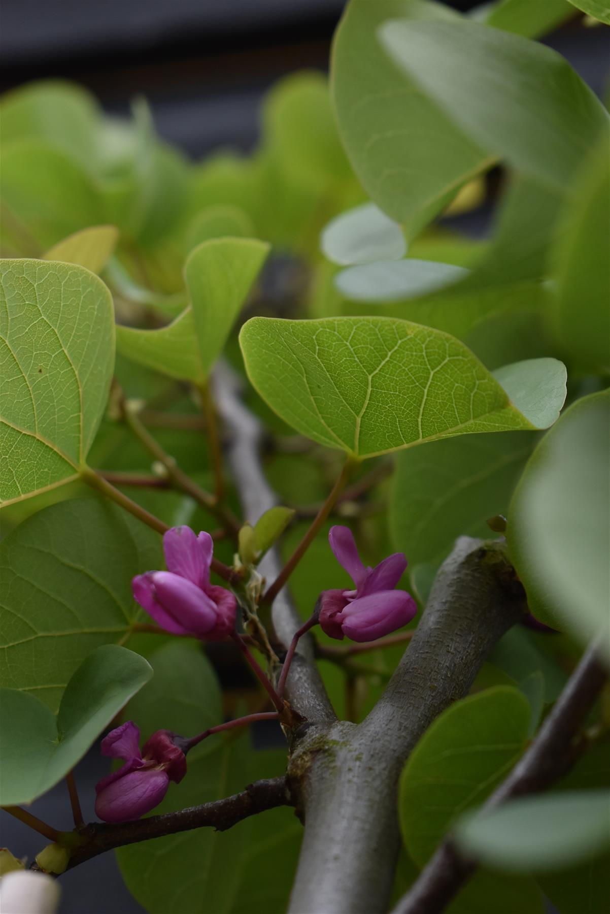 Cercis siliquastrum Bodnant - Height 160-180cm - Bushy - 12lt