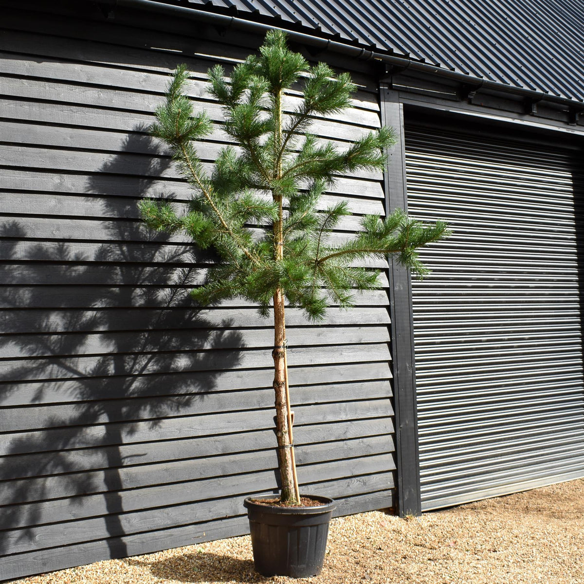 Pinus sylvestris | Scots pine - Height 300-320cm - Girth 16-18cm - 110lt