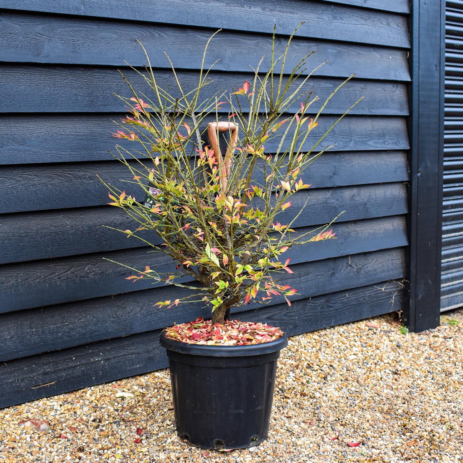 Winged Spindle Tree | Euonymus Alatus - Height 90-110cm - 25lt