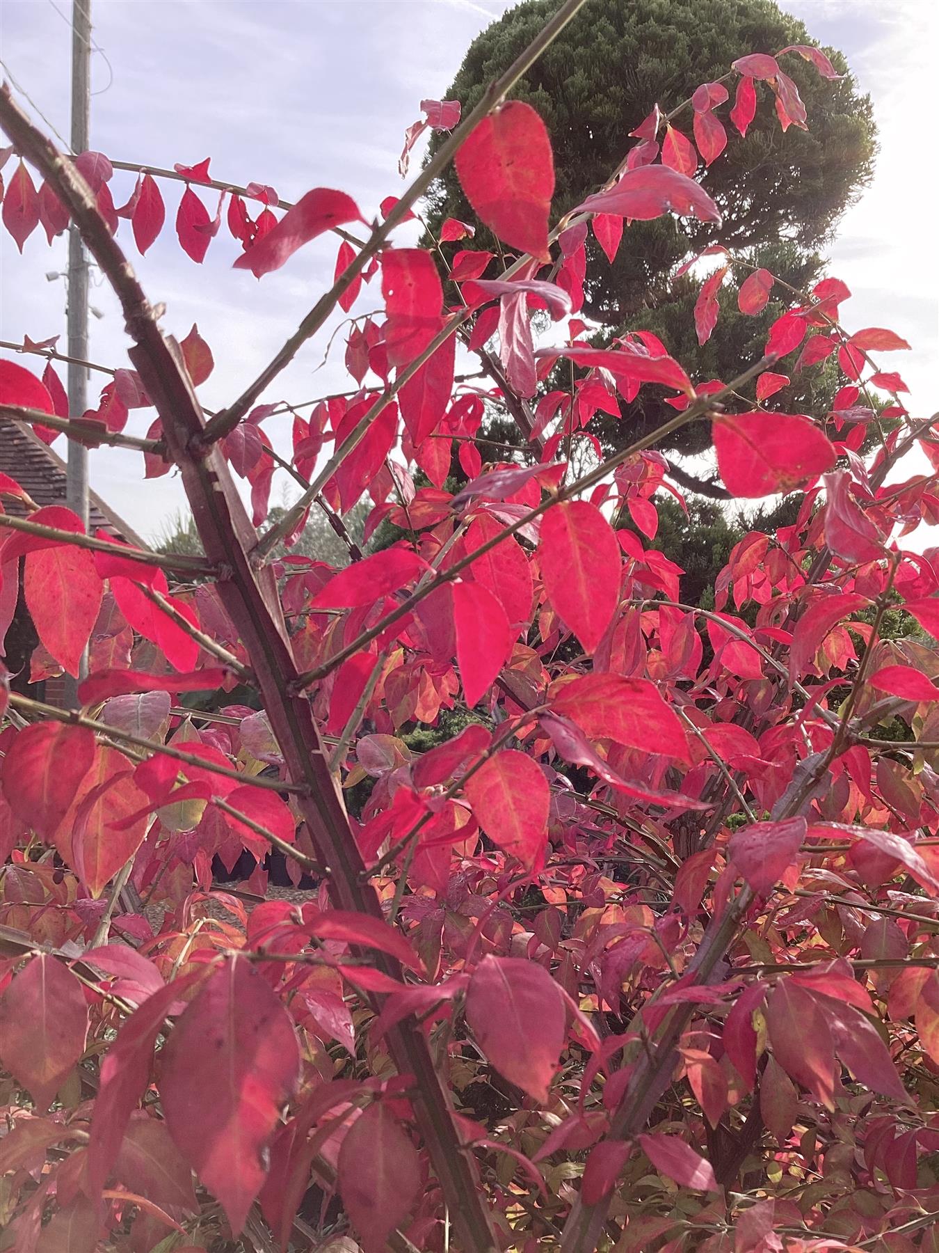 Euonymus alatus | Winged Spindle Tree - 125-150cm -70lt