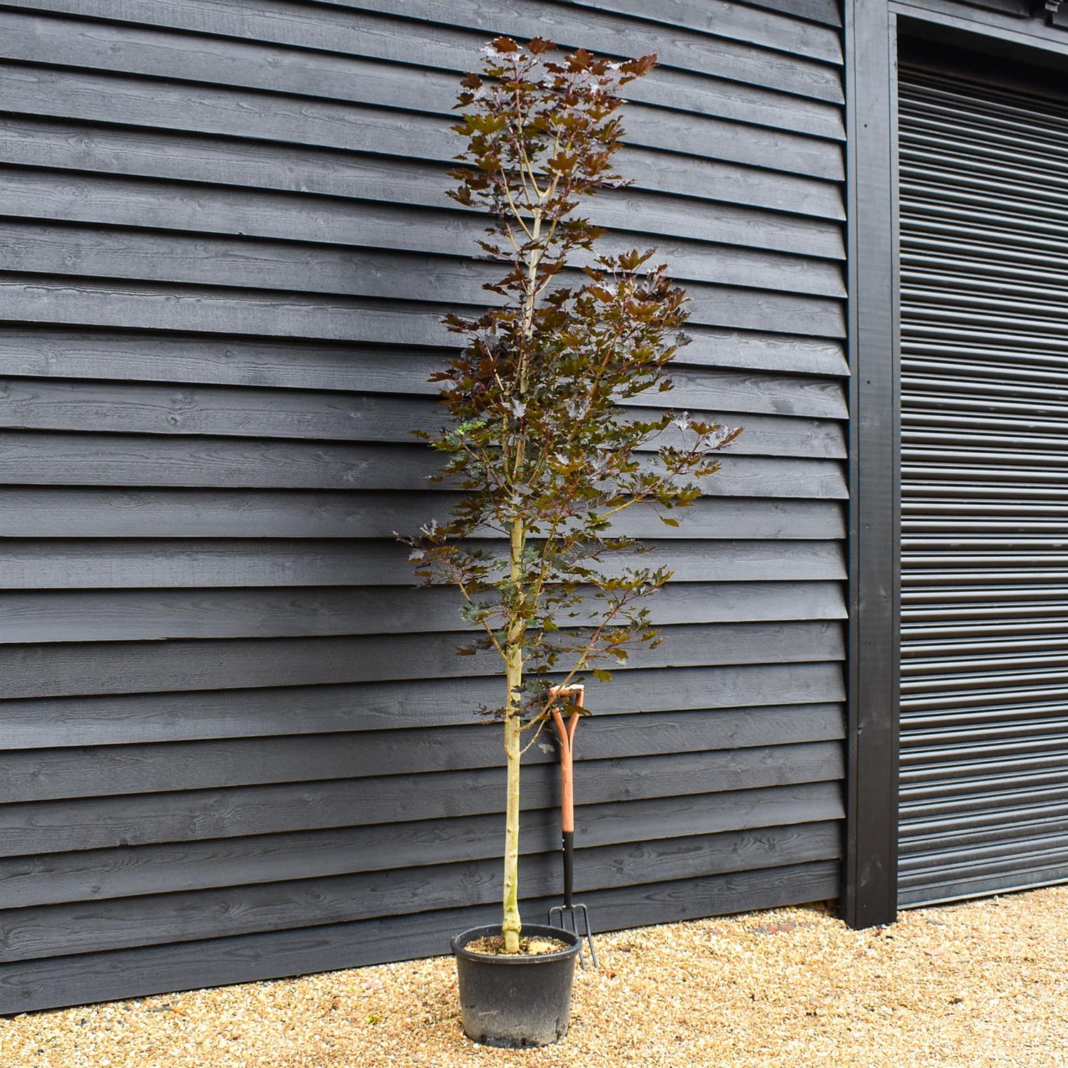 Purple Norway Maple | Acer platanoides 'Crimson Sentry' - Height 300-350cm - Girth 10-12cm - 50lt