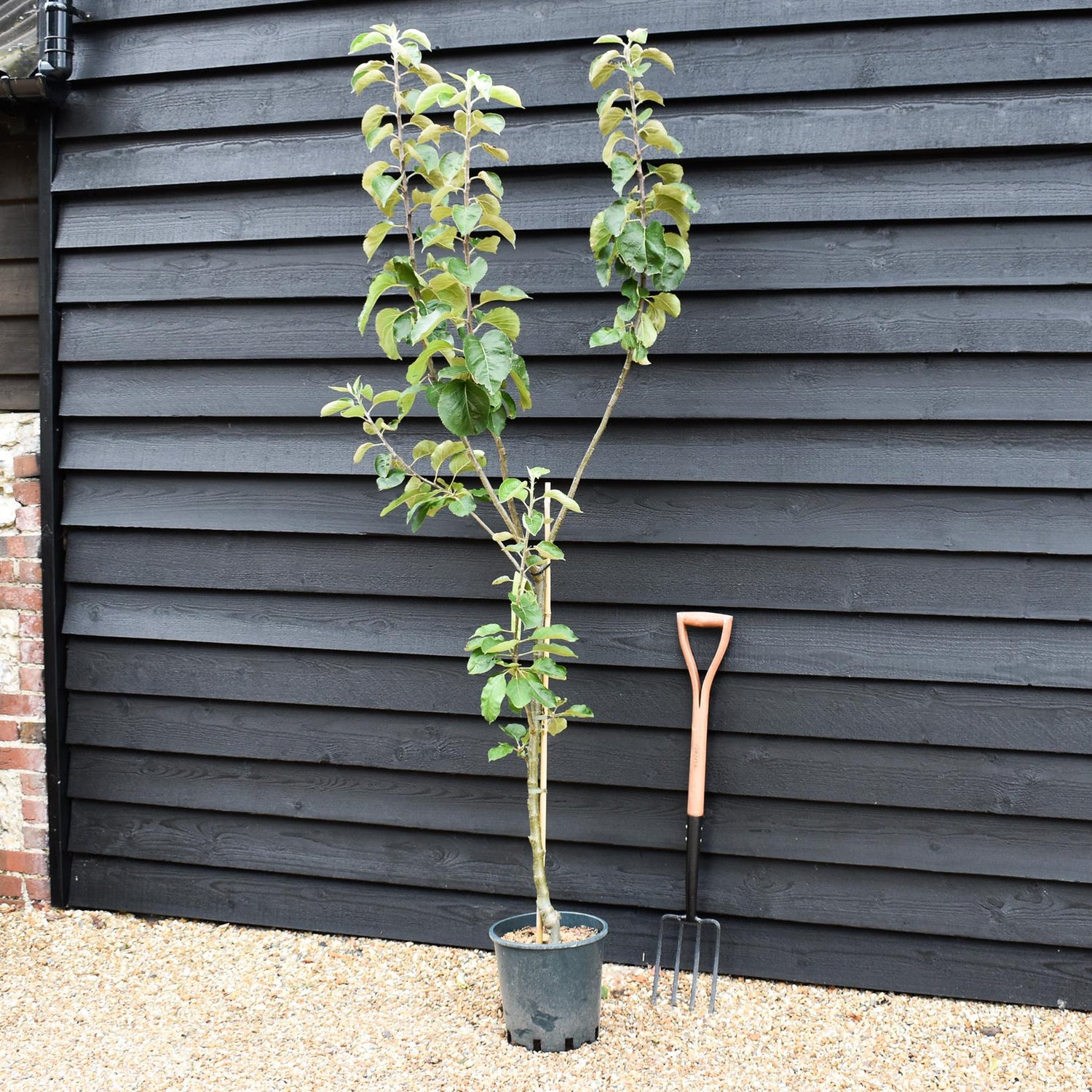 Apple tree 'Cox Orange Pippin' | Malus domestica - MM106 - Semi-Dwarfing - 150-160cm - 10lt