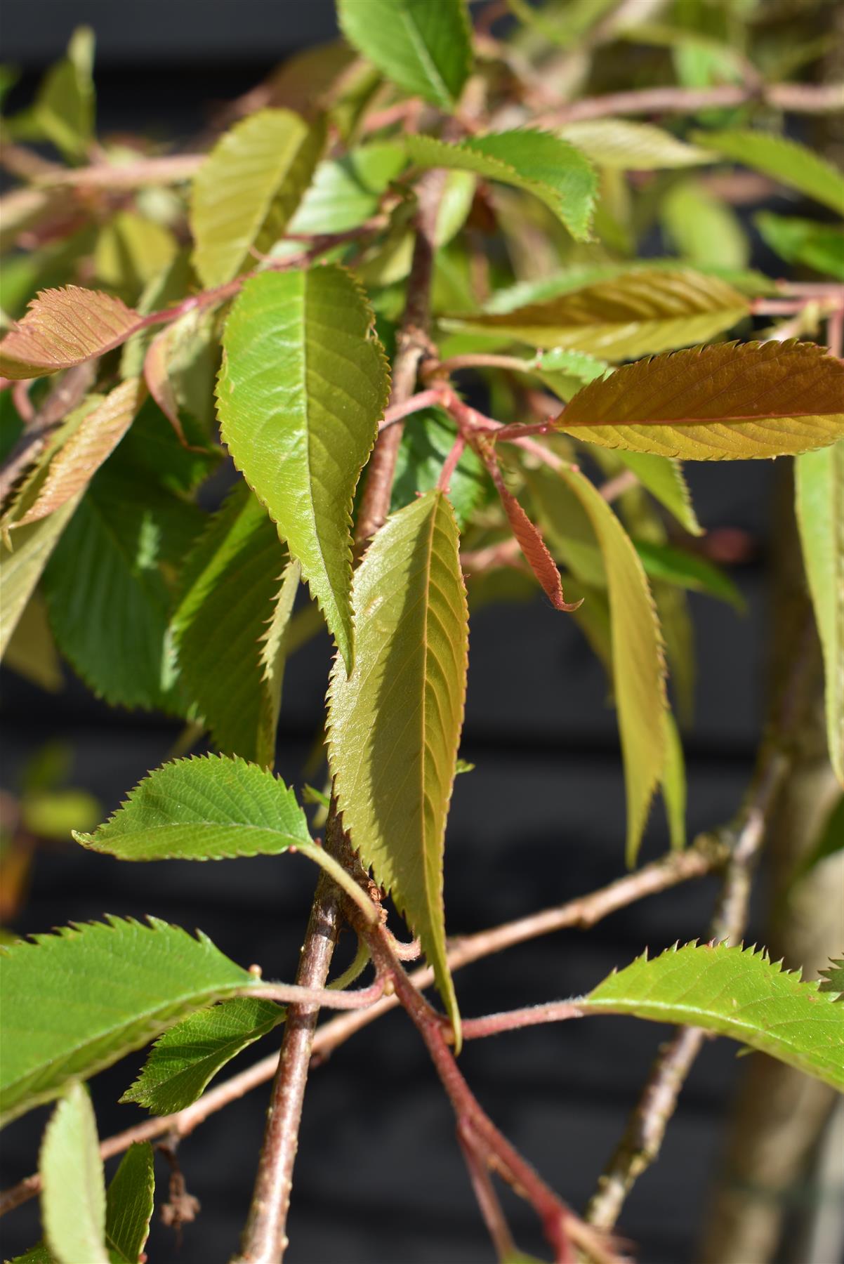 Prunus Marie Mallet | Weeping Marie Mallet - 110-130cm, 20lt