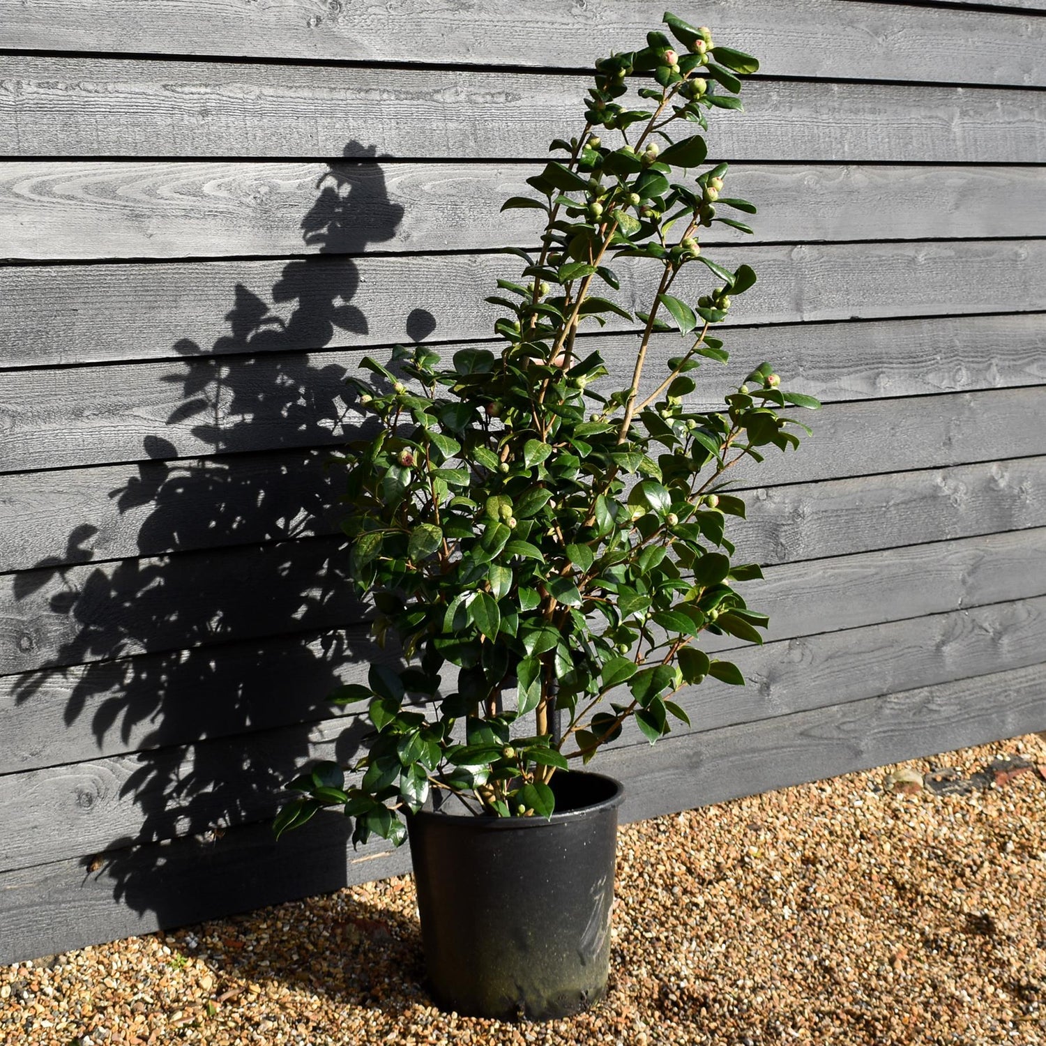 Camellia japonica 'Nuccio's Jewel' - Height 90-100cm - 25lt