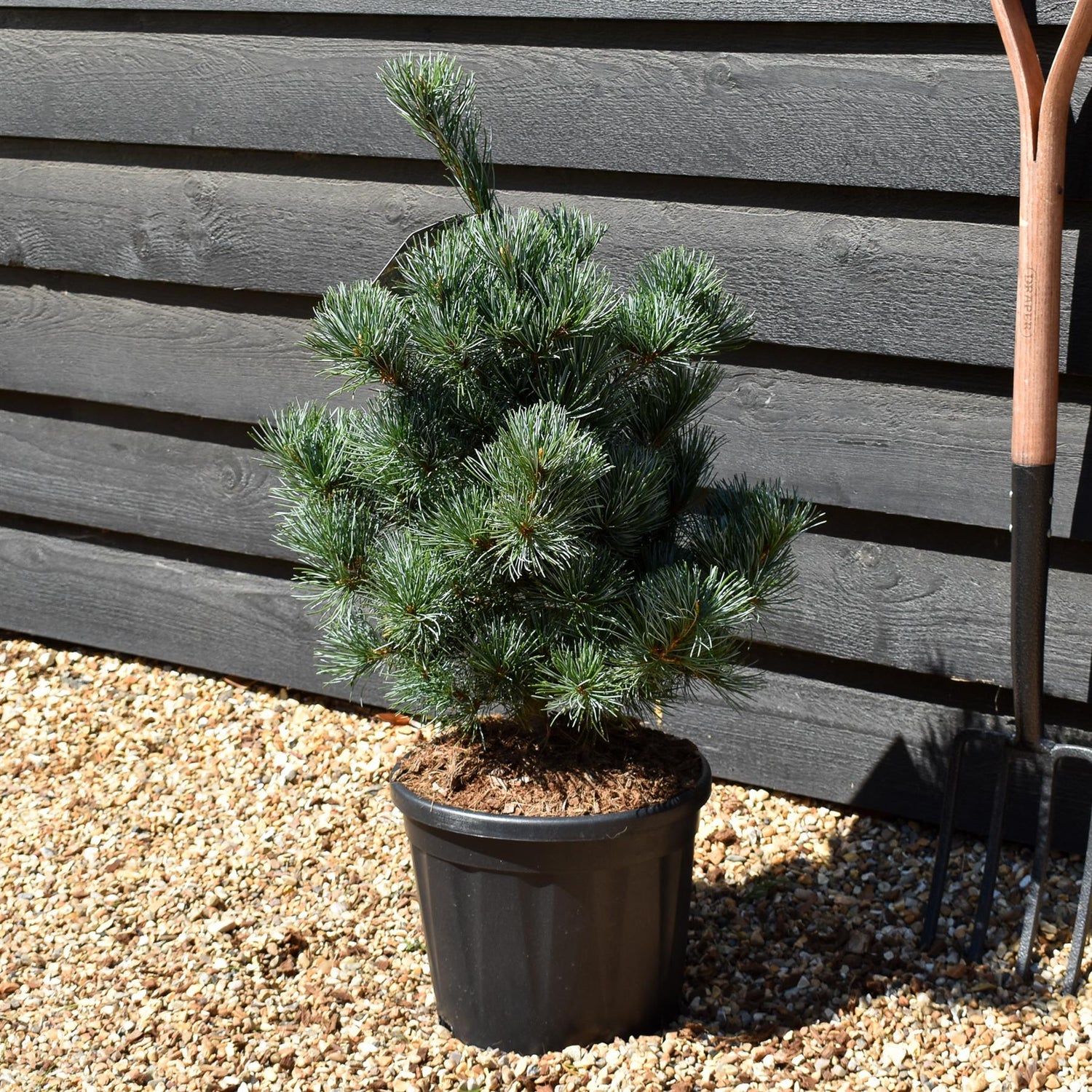 Pinus parviflora 'Negishi' -  Height 60-80cm - 12lt