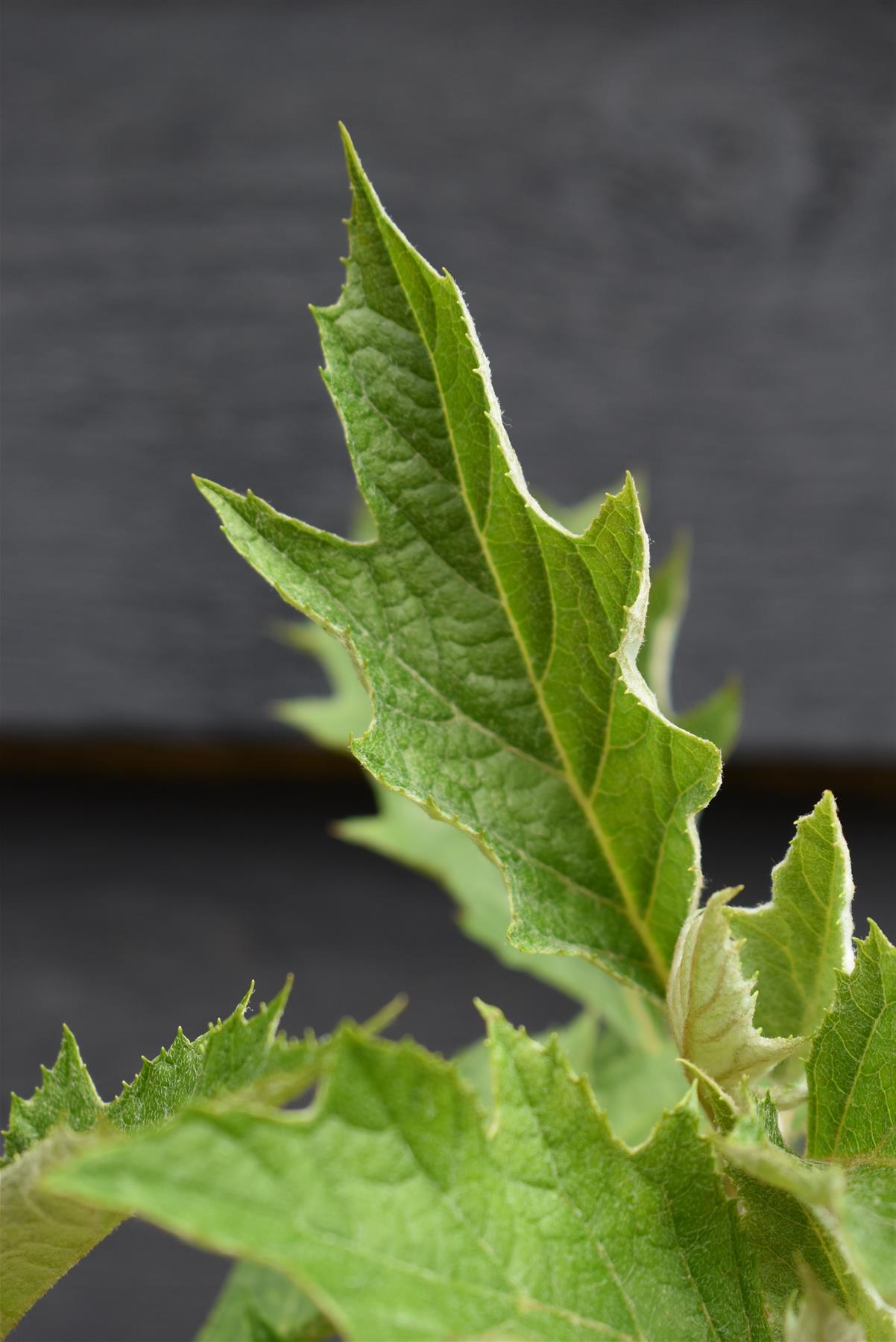 Hydrangea quercifolia Ice Crystal | Oak-leaved hydrangea - 5lt