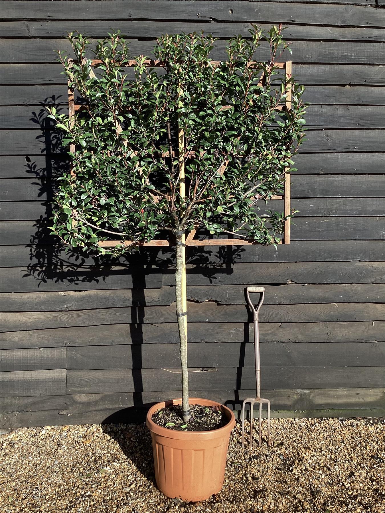 Photinia Red Robin - Compacta - Pleached/Espalier (100cm-120cm) - Half Standard - Girth 8-10cm - 55lt