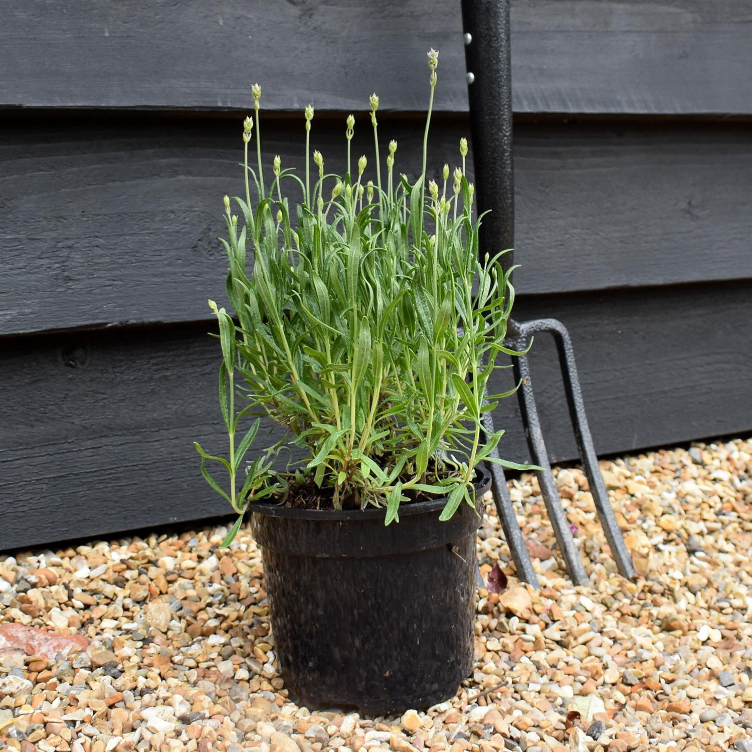 English Lavender 'Munstead' - 10-30cm, 2lt