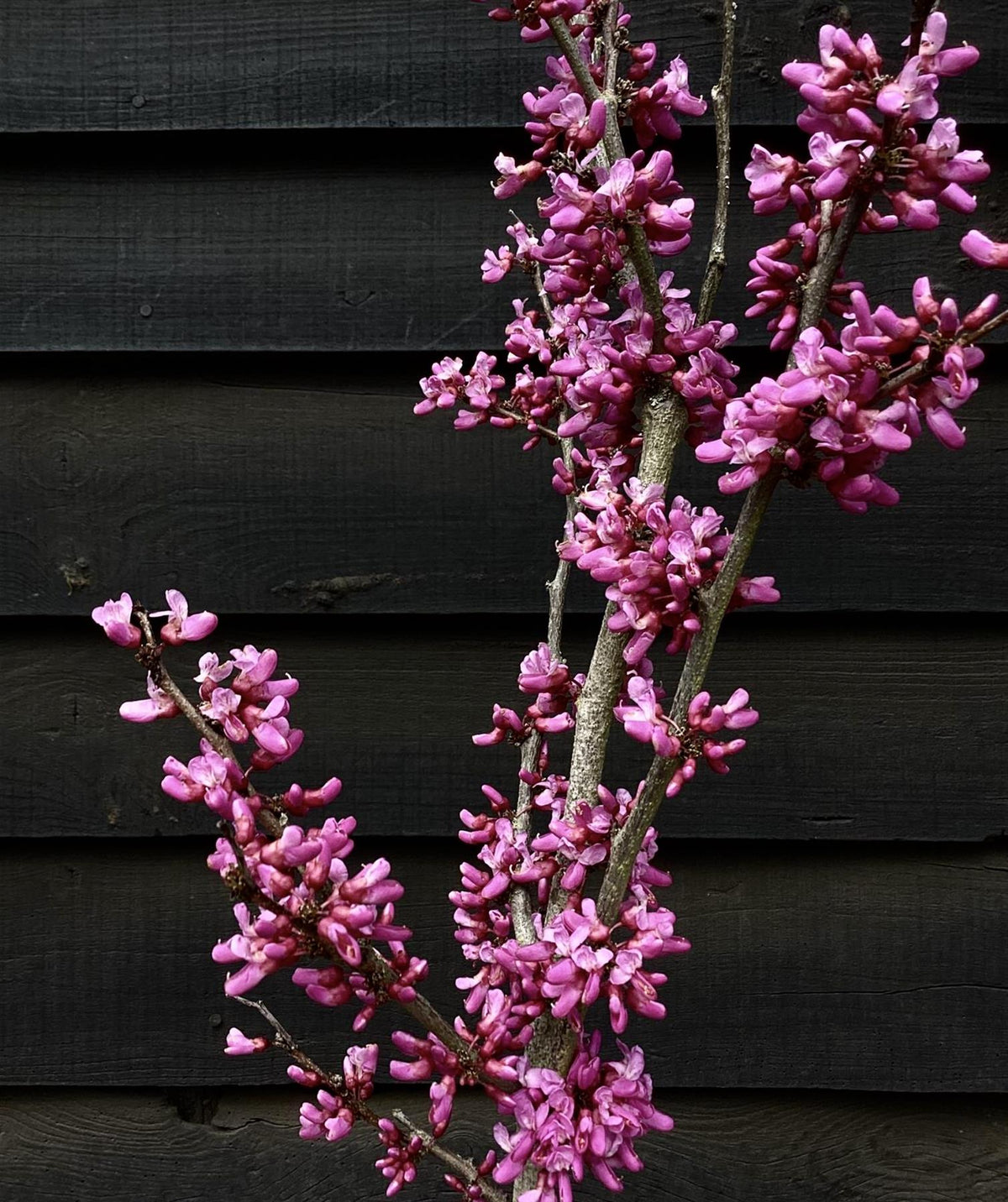Cercis chinensis 'Avondale' - Height 150-200cm - 20lt