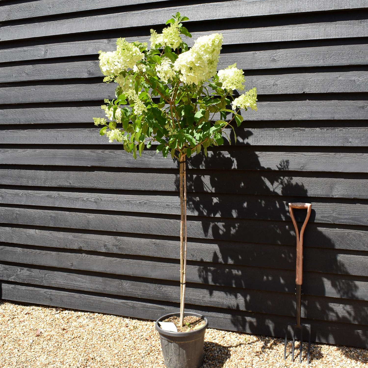 Hydrangea paniculata 'Polar Bear' -  Clear Stem 90-100cm - Height 140-160cm - 15lt