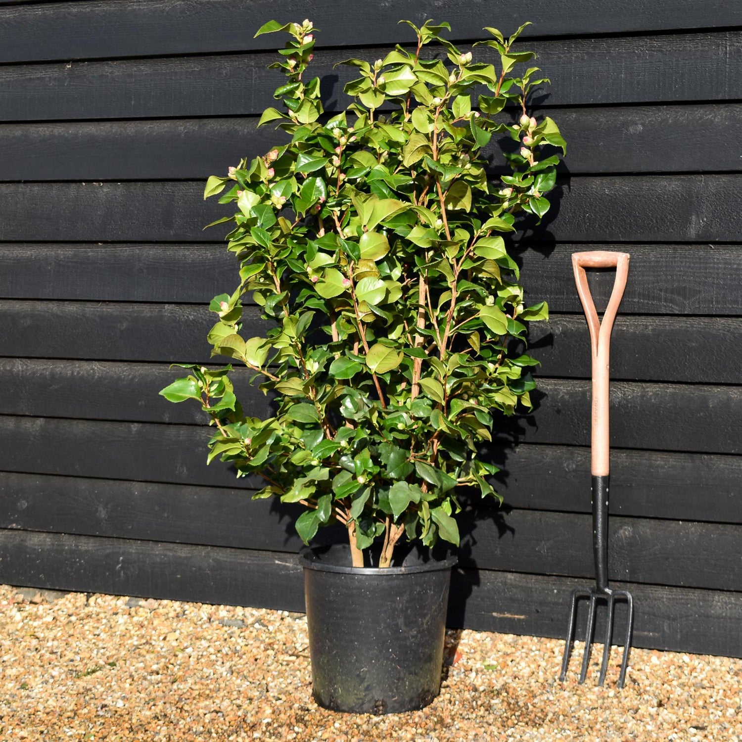 Camellia Dr King - Height 80-100cm - 25lt