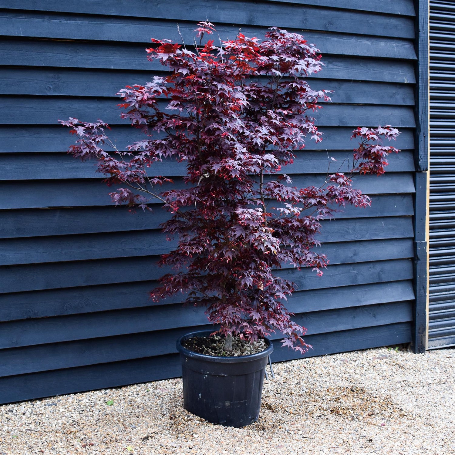 Acer palmatum 'Fireglow' - Height 170cm - 70lt