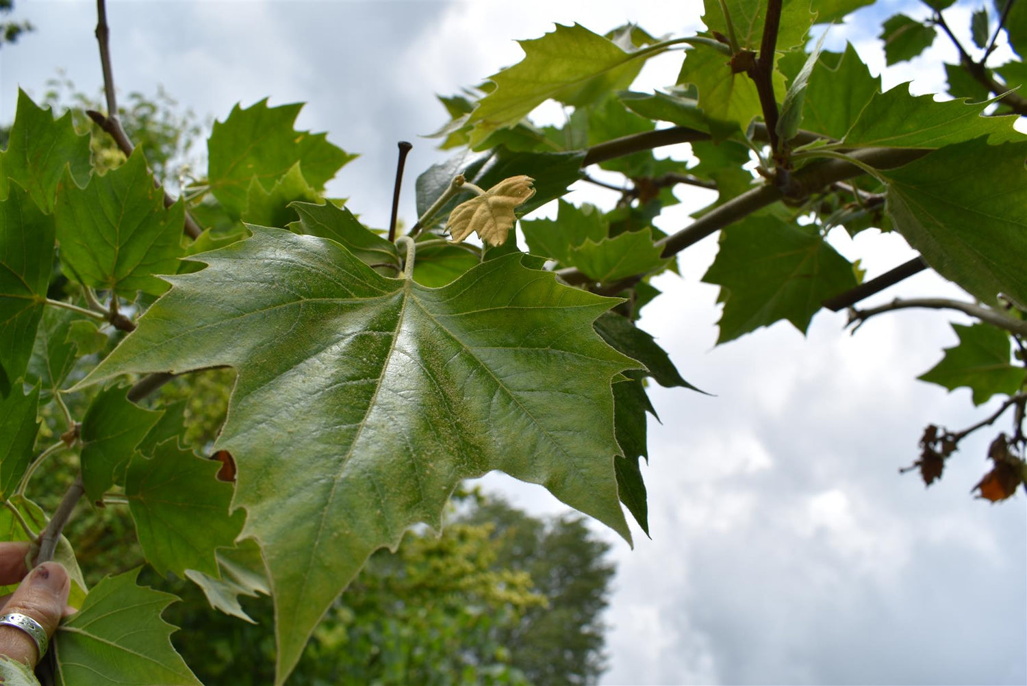 Platanus hispanica | London plane - Girth 21-23cm - Height 340-360cm - 130lt