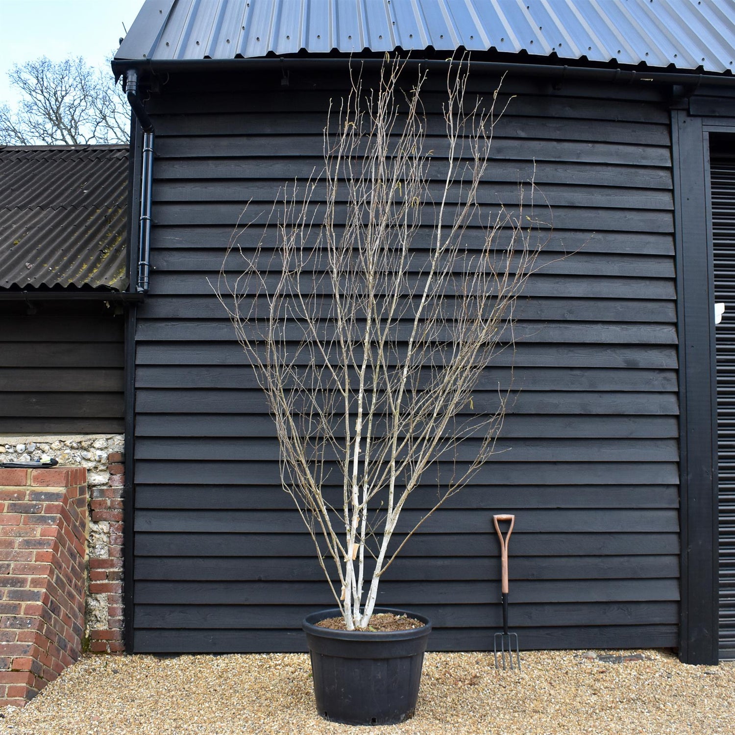 Himalayan Silver Birch |Betula utilis - Multi Stem - Height 310-350cm - 130lt