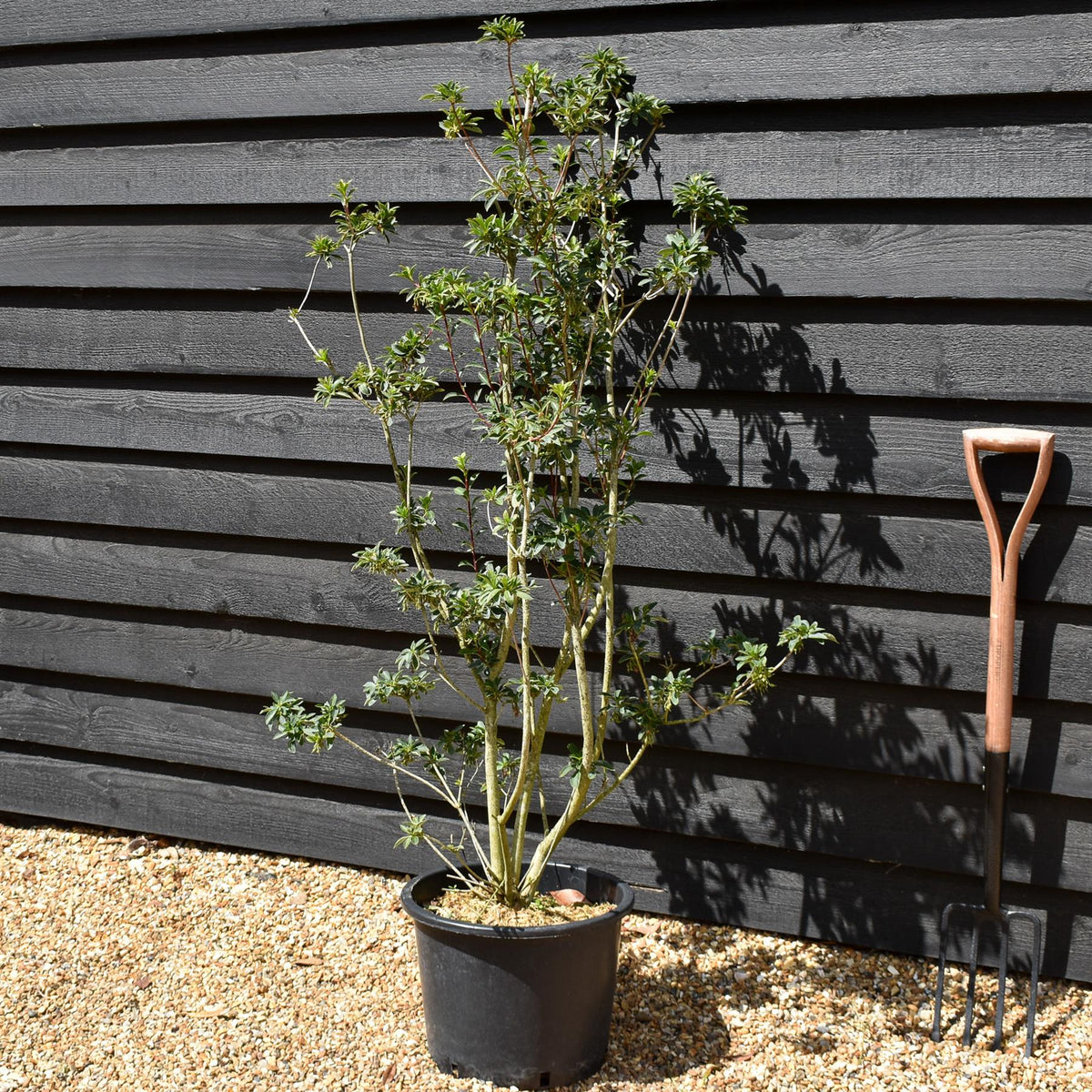 Enkianthus 'Pagoda' | Pagoda Bush - 120-160cm, 20lt