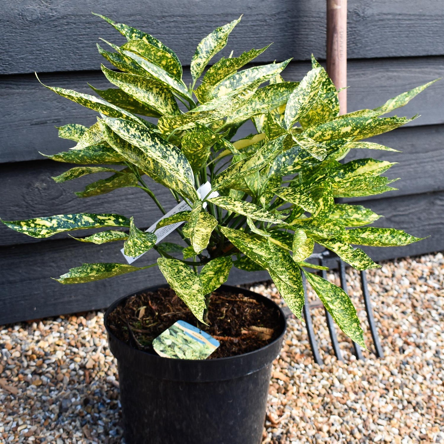 Aucuba japonica 'Marmorata' | Variegated Aucuba - Shrub - Height 30-50cm - 10lt