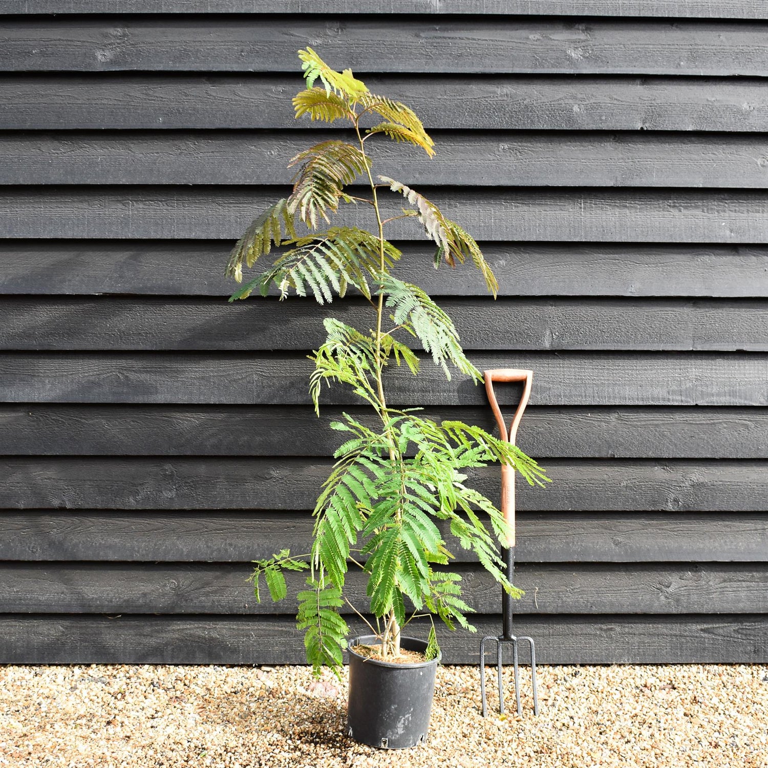 Albizia julibrissin Omberella  | Silk Tree - Height 30-50cm - Shrub - 12lt
