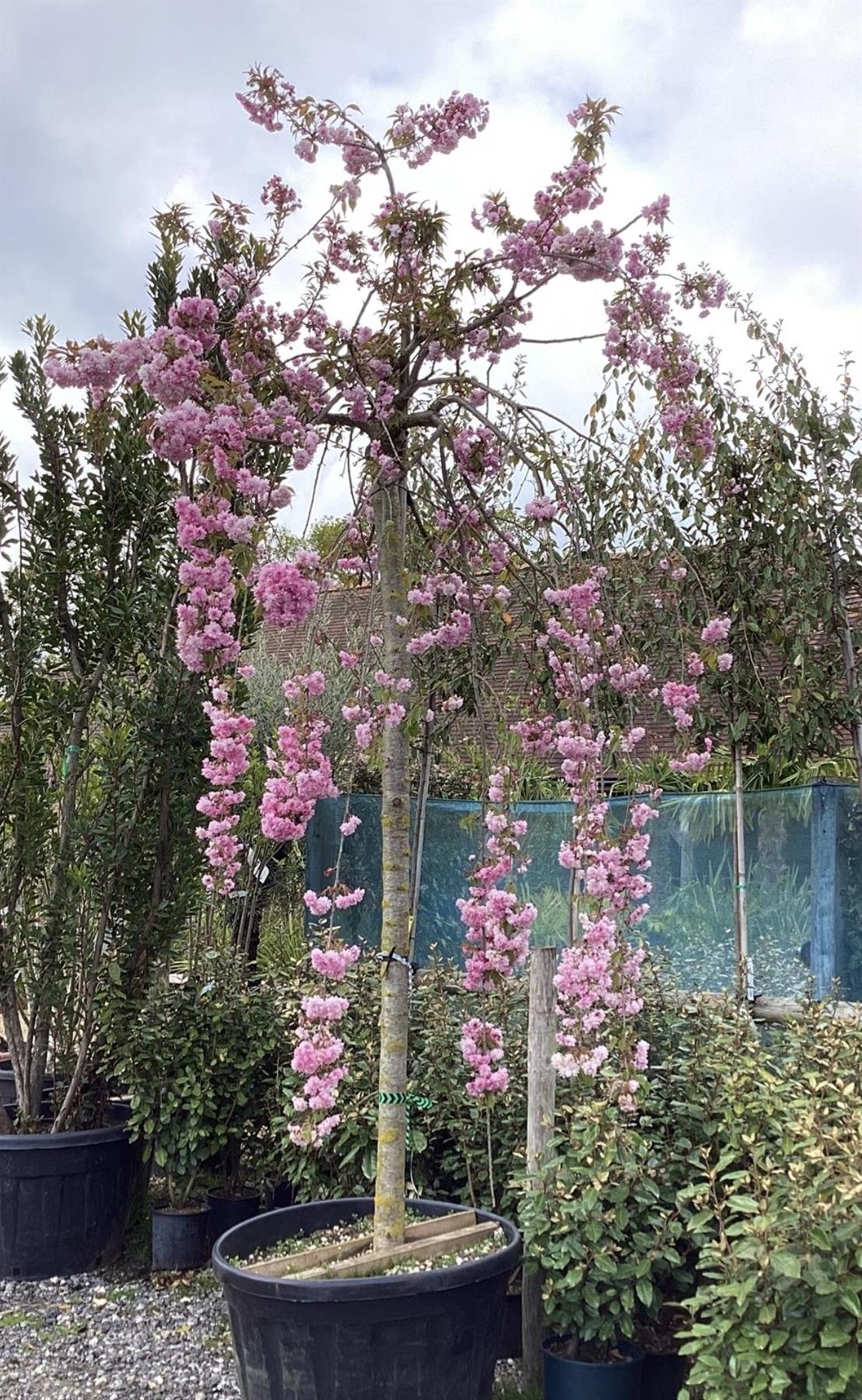 Prunus Kiku Shidare Zakura | Weeping Oriental Cherry - Girth 20cm - 350cm - 160lt
