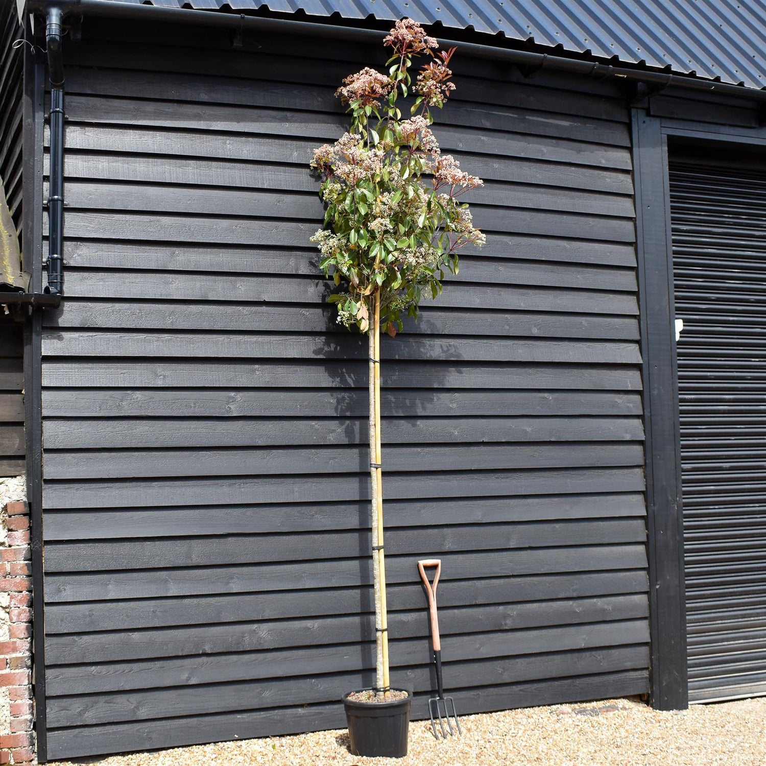 Photinia Red Robin | Christmas berry 'Red Robin' - 300-350cm - 8-10cm - 25lt