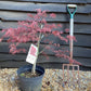 Acer palmatum 'Garnet' | Japanese maple 'Garnet' - 80-100cm, 10lt