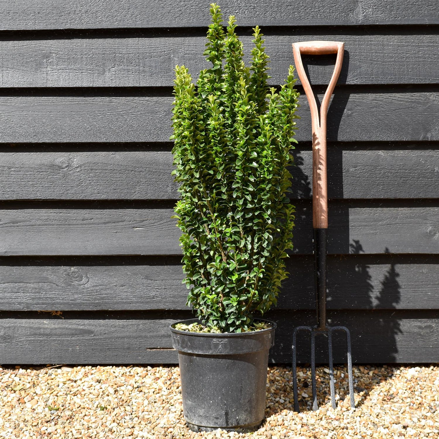 Euonymus japonicus 'Benkomasaki' Shrub - Height 80-100cm - 10lt