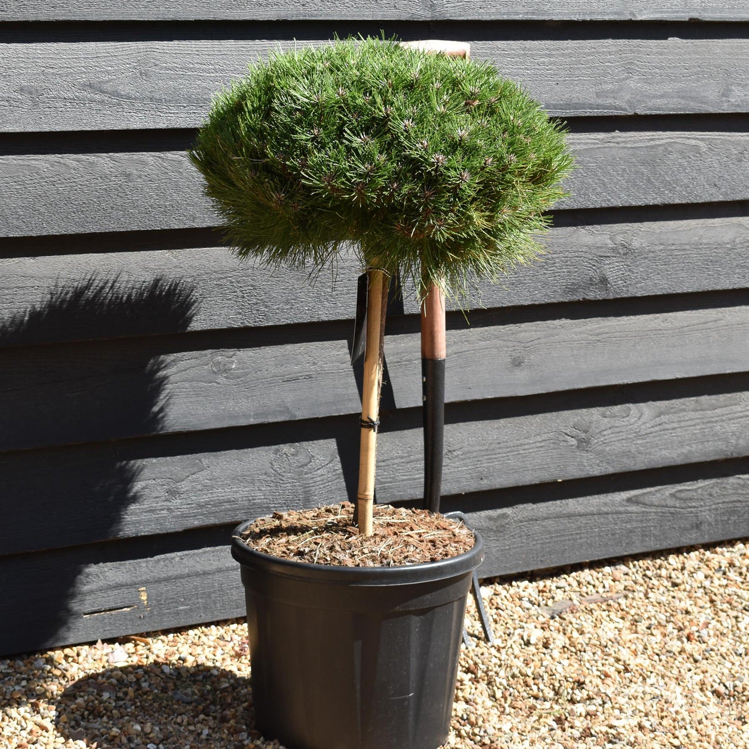 Pinus 'Marie Bregeon' - Stem 40cm - Height 70cm - Width 40cm - 20lt