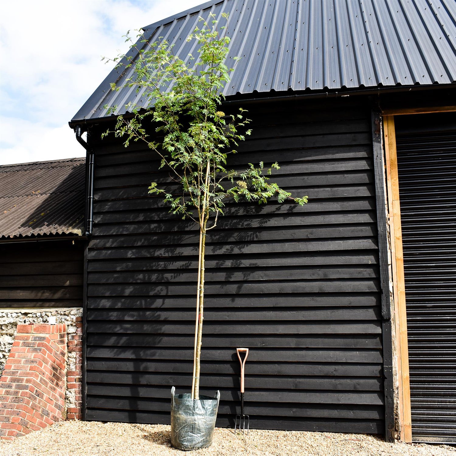 Sorbus aucuparia Asplenifolia Mountain Ash 1/2 std, Clear Stem - 240-280cm, 70lt