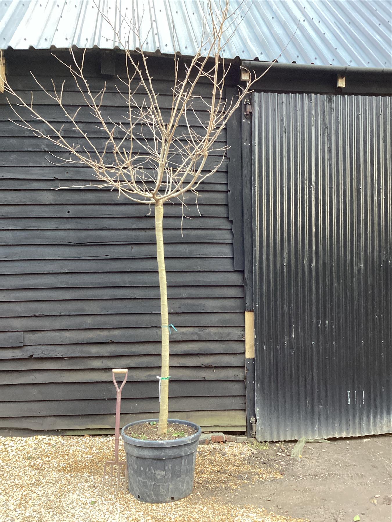 Morus Alba | White Mulberry - Girth 18cm - 375cm Clear Stem - 130lt