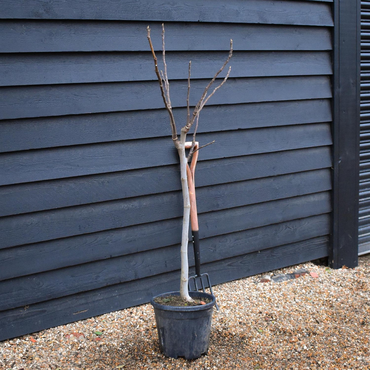 Fig | Ficus carica 'Brown Turkey' - Clear Stem 65-75cm - Height 130-140cm - 15lt