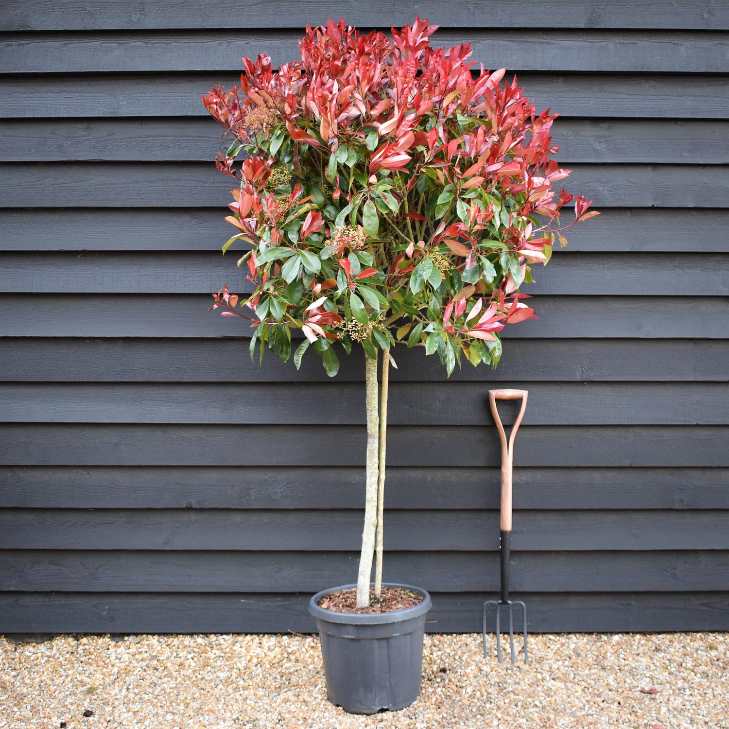 Photinia Red Robin | Christmas berry 'Red Robin' - Girth 8cm - 160cm, 30lt