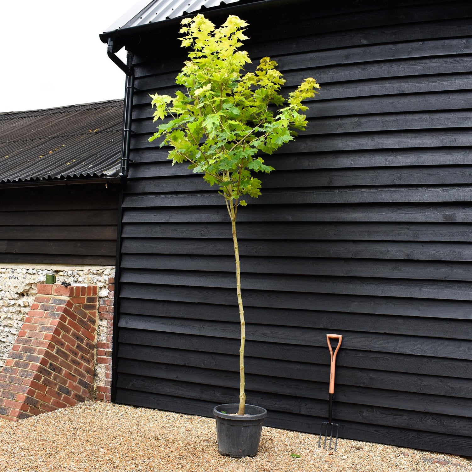 Gold Maple | Acer platanoides 'Princeton Gold'  - Clear Stem - Height 300-350cm - Girth 8-10cm - 40lt