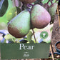 Pear 'Beth' | Pyrus communis - 160-170cm - 12lt