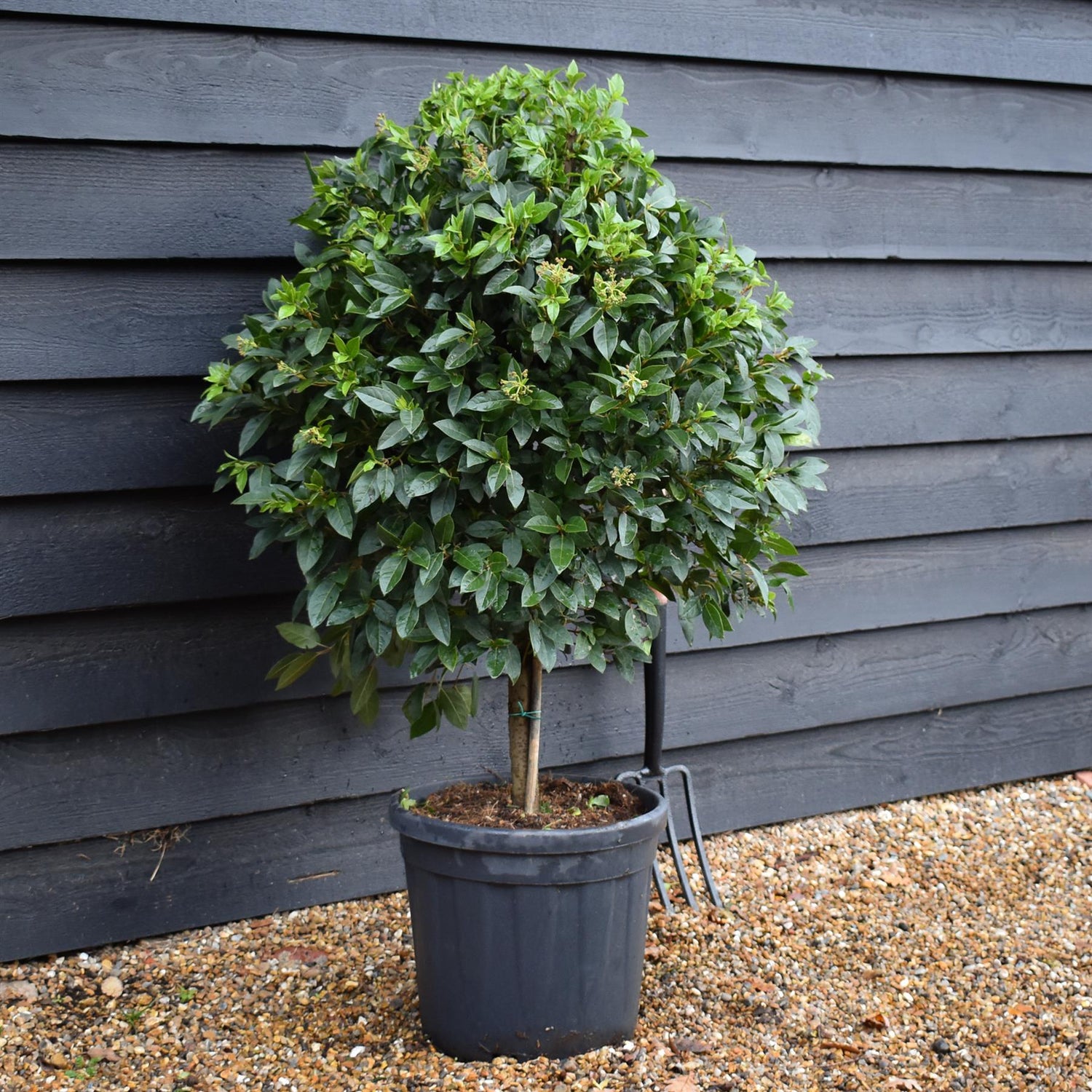 Viburnum tinus | Laurustinus - Clear Stem 30-40cm - Height 100-110cm - Girth 6-8cm - 25lt