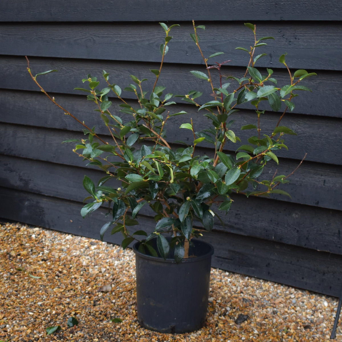 Camellia sasanqua 'Winter's Snowman' - 60-70cm - 12lt