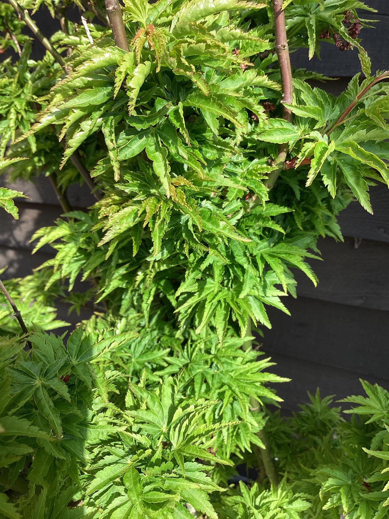 Acer palmatum 'Crispifolium' | Japanese maple 'Shishi-gashira' - 150-170cm, 55lt