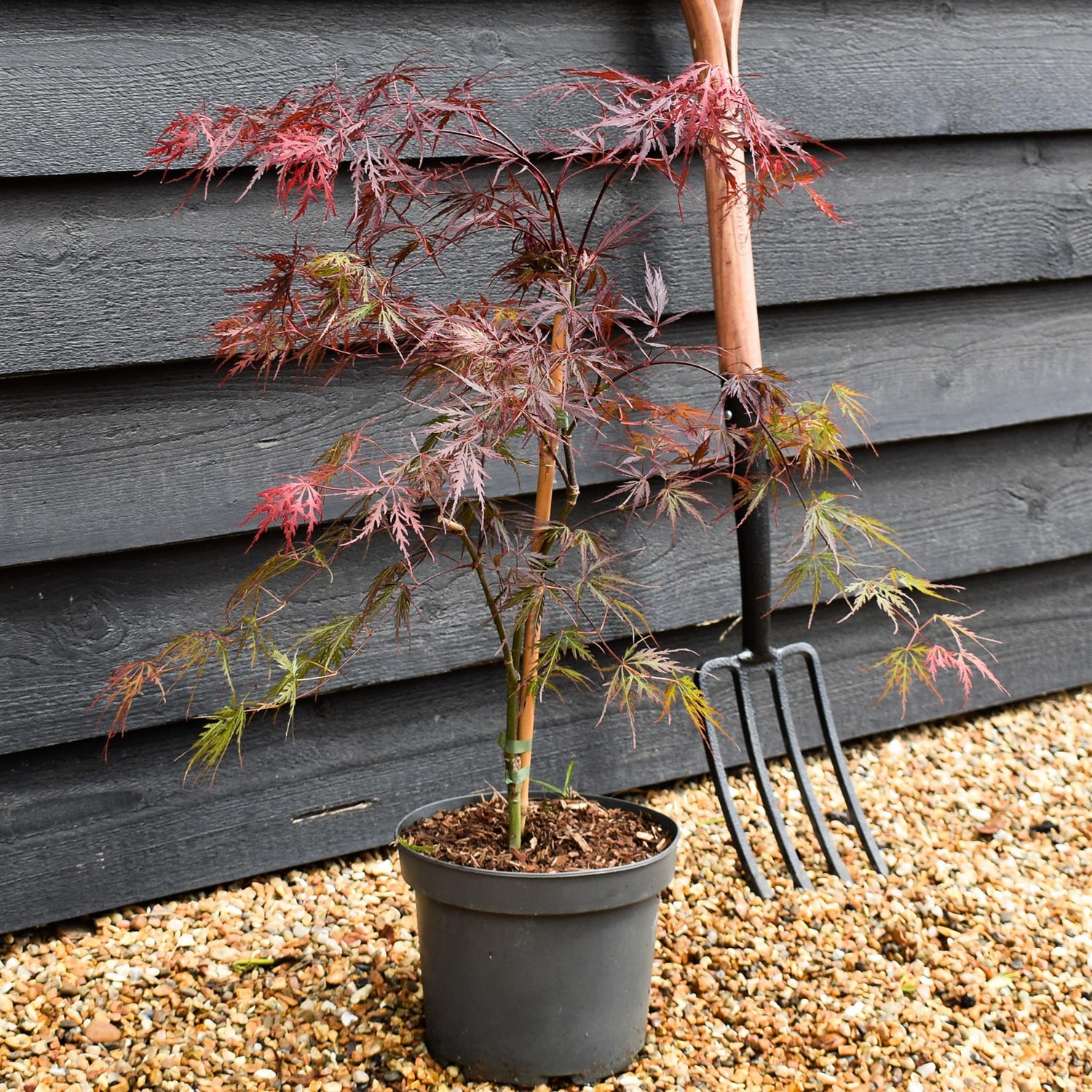 Japanese Maple | Acer palmatum 'Fire Cracker' - Tree - Height 60-70cm - 5lt