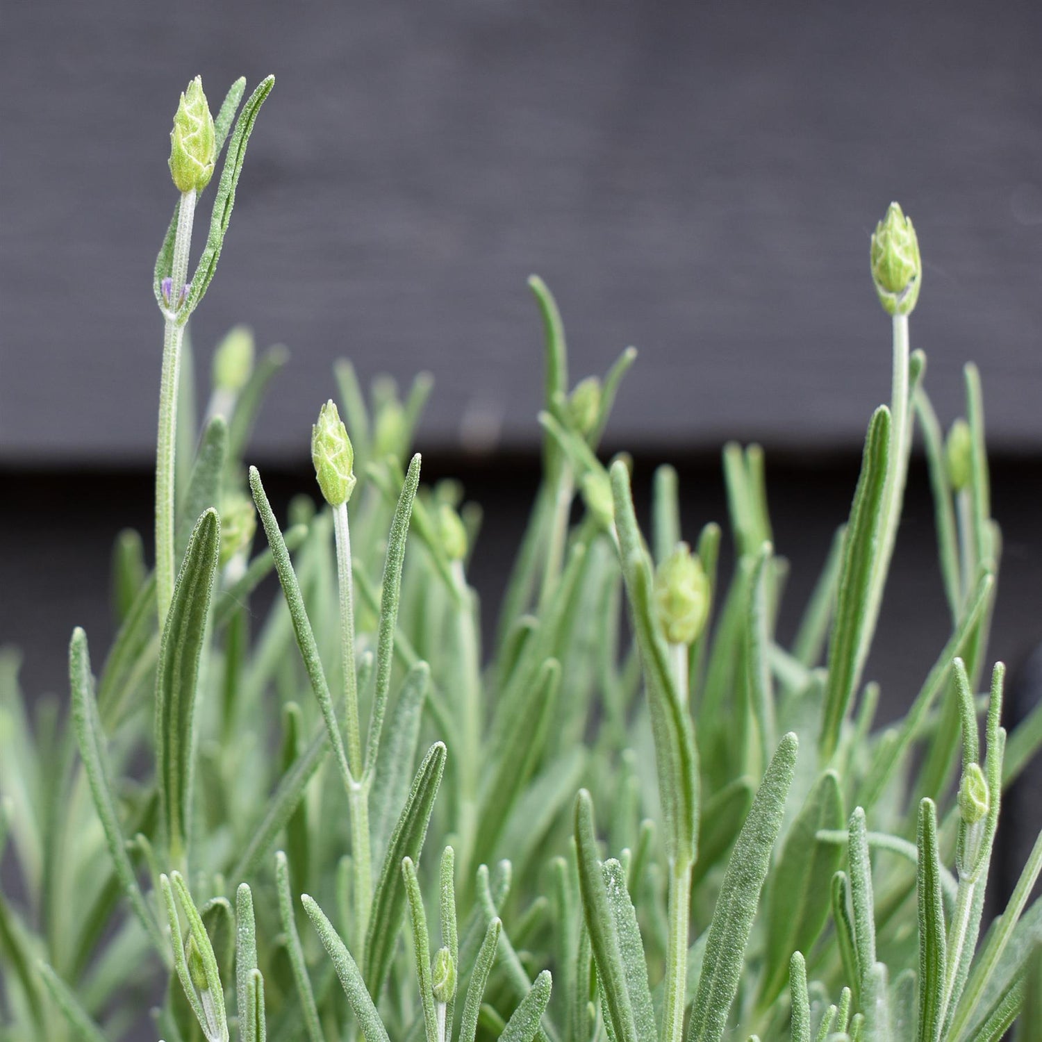 English Lavender 'Hidcote' - 10-20cm, 2lt
