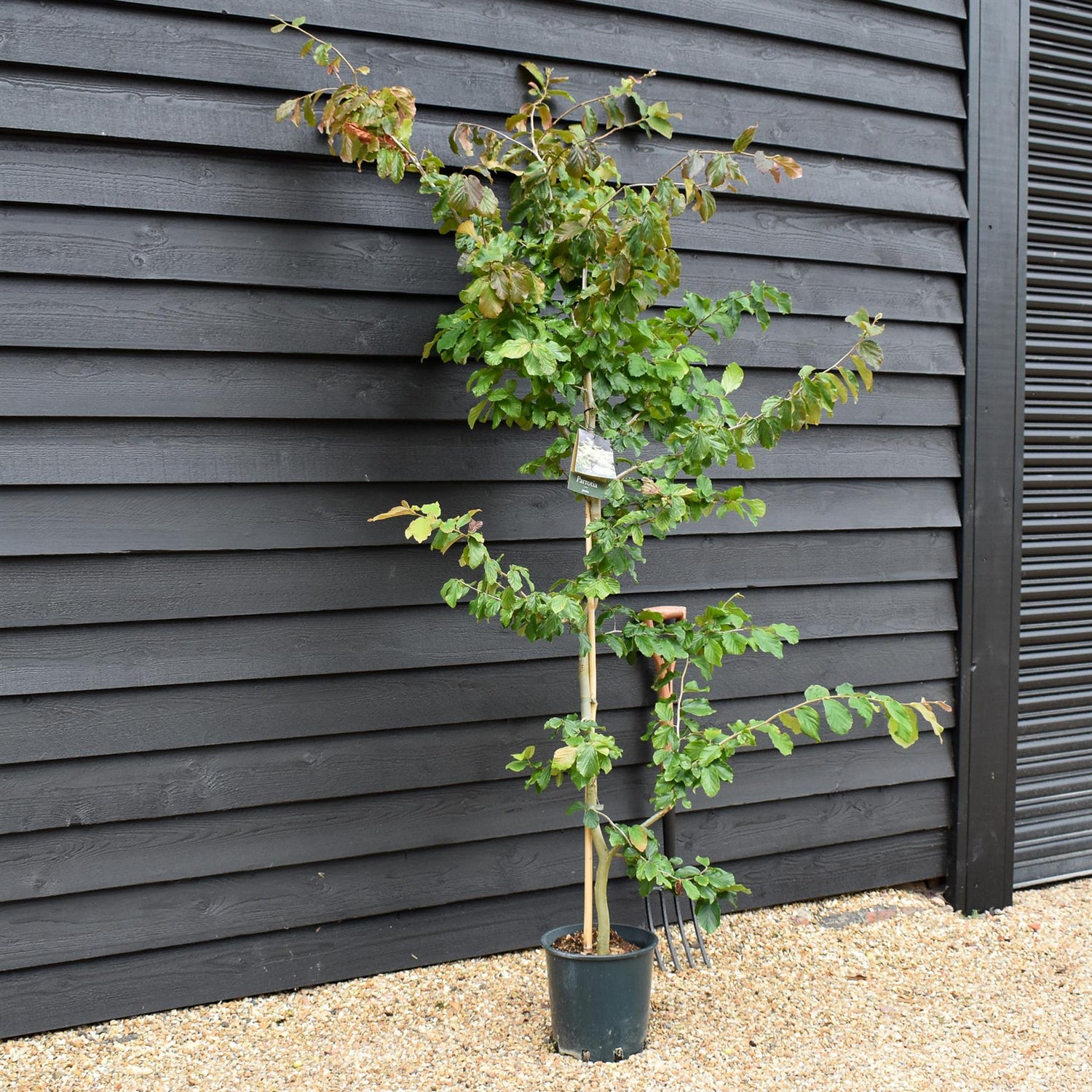 Parrotia persica | Iron Tree - 170-200cm - 12lt