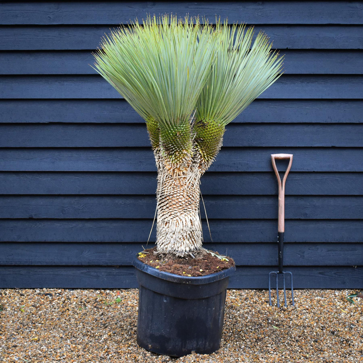 Yucca rostrata - Triple Branch - Trunk 45cm - Height 125cm - 90lt