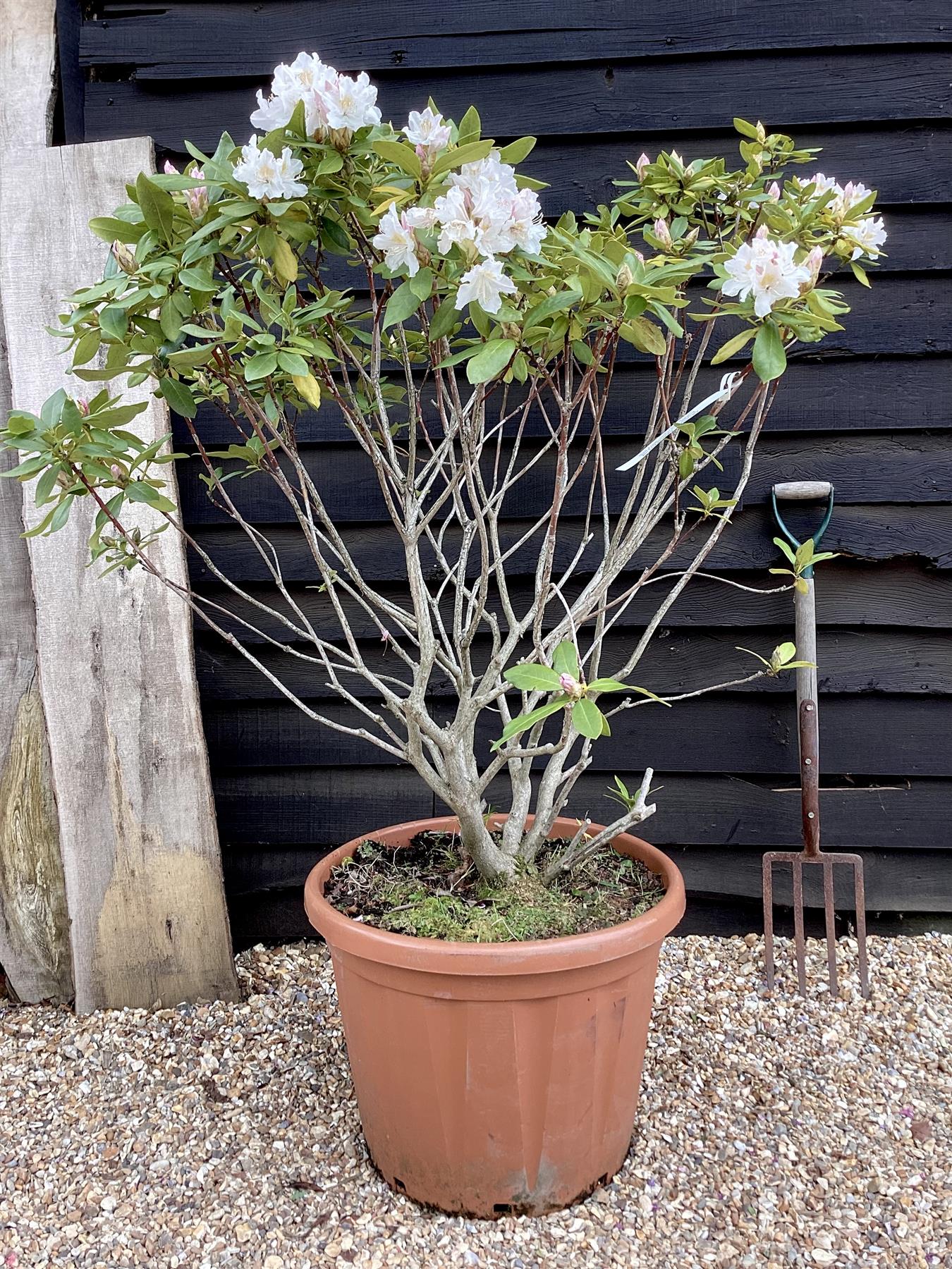 Rhododendron 'Cunningham's White' - 90-110cm, 50lt