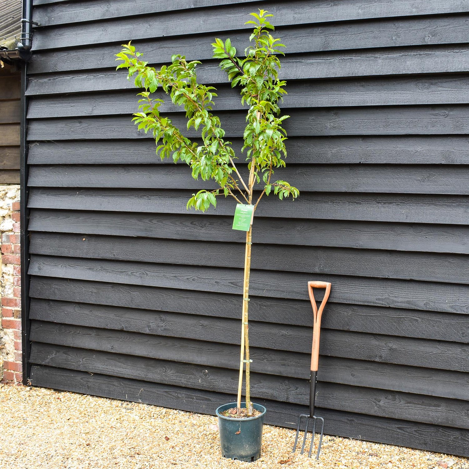 Prunus Nerasifera Pissardii Nigra | Black Cherry Plum - 250-280cm, 10lt