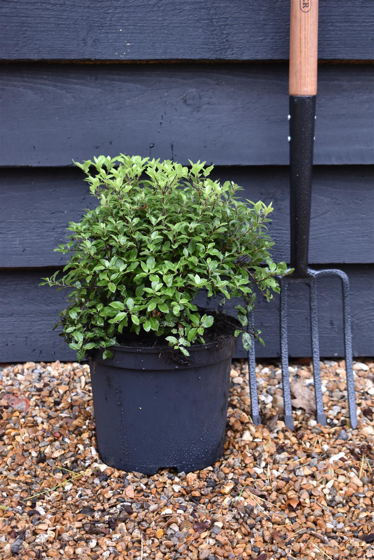 Pittosporum tenuifolium 'Beach Ball' - 25-35cm - 5lt
