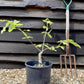 Magnolia 'Iolanthe' - 80-100cm, 5lt