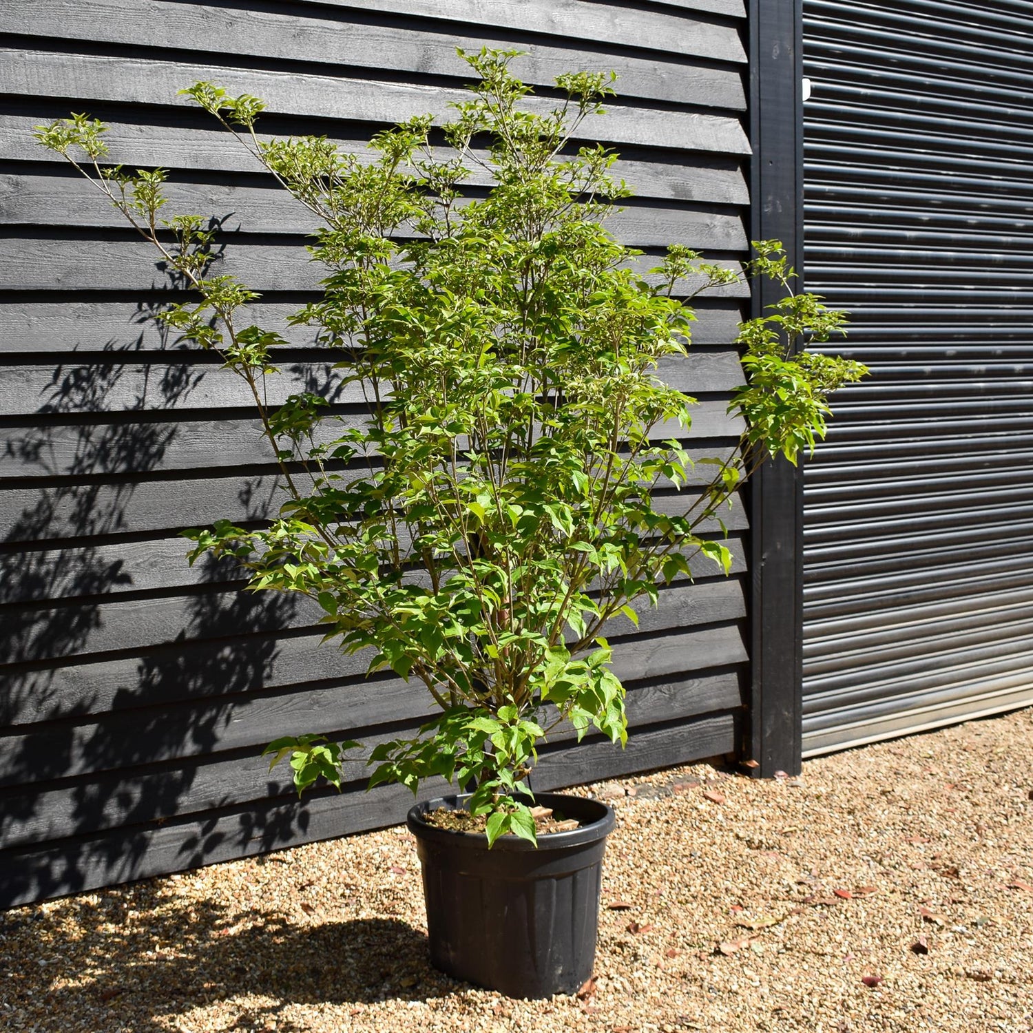 Cornus kousa 'Milky Way' | Dogwood 'Milky Way' - Bush - Height 160-180cm - 50lt