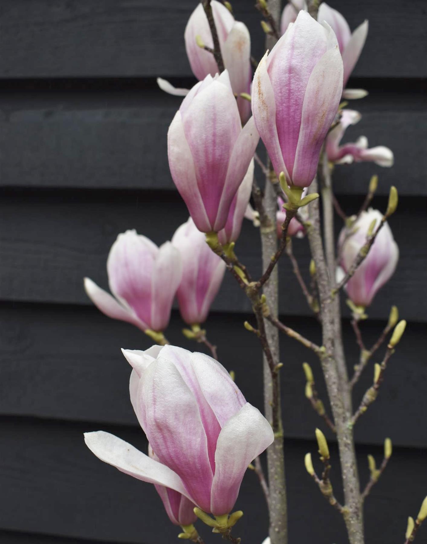 Magnolia x soulangeana 1/2 Standard Girth 6-8cm - 160-180cm, 25lt