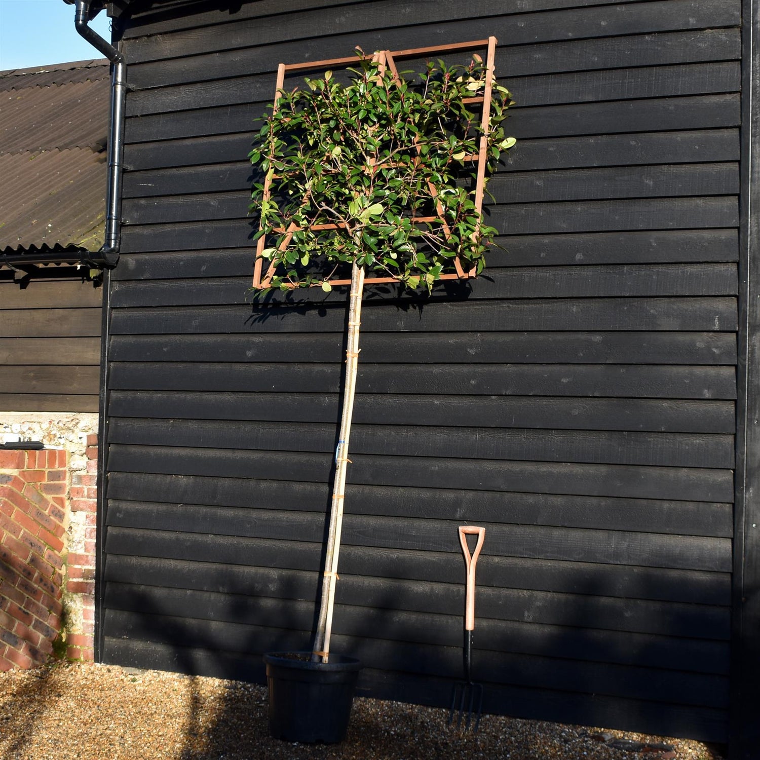 Photinia x fraseri 'Red Robin' - Pleached/Espalier 120cm-120cm - Clear Stem - 180cm - Height 300cm - Girth 8-10cm - 45lt