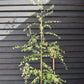 Betula pendula Dalecarlica | Betula pendula subsp. pendula 'Laciniata'  - 240-260cm, 10lt