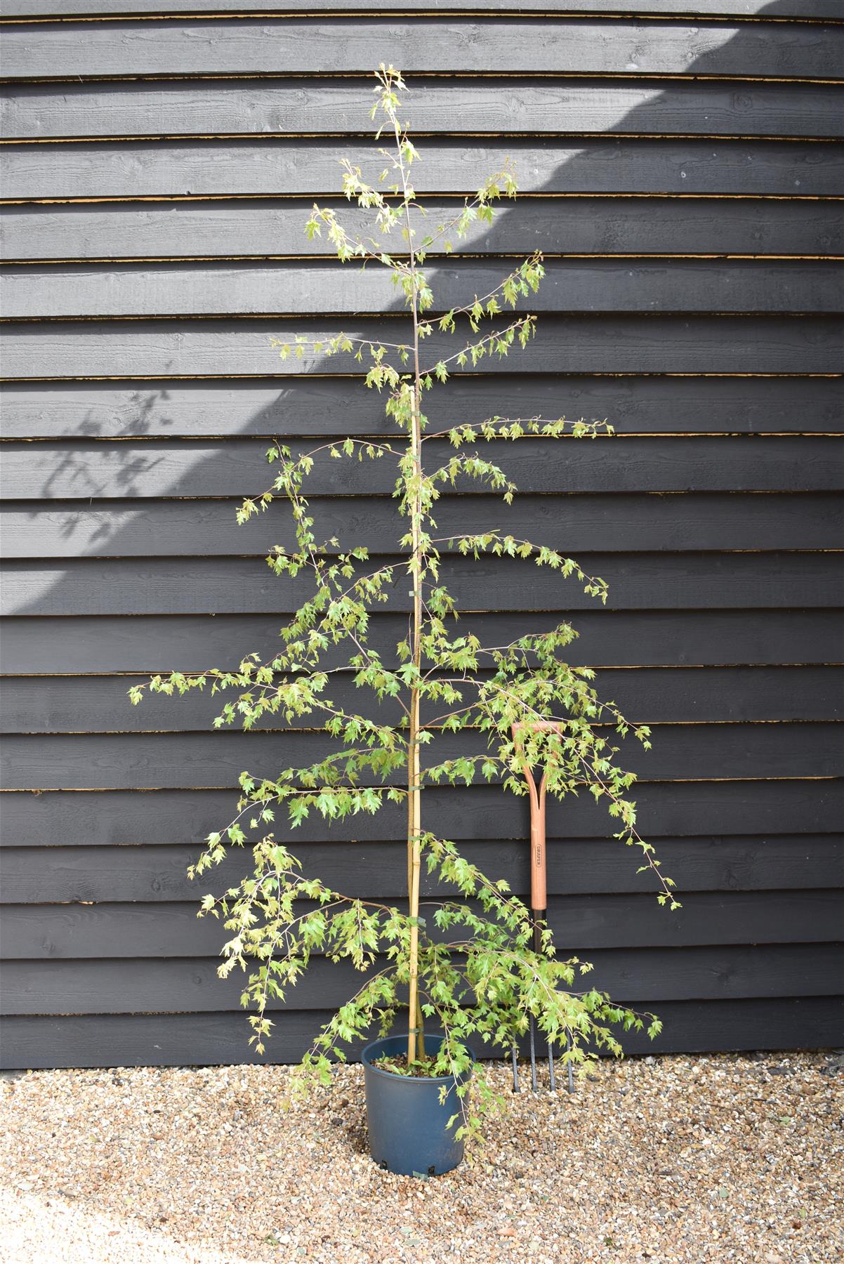 Betula pendula Dalecarlica | Betula pendula subsp. pendula 'Laciniata'  - 240-260cm, 10lt