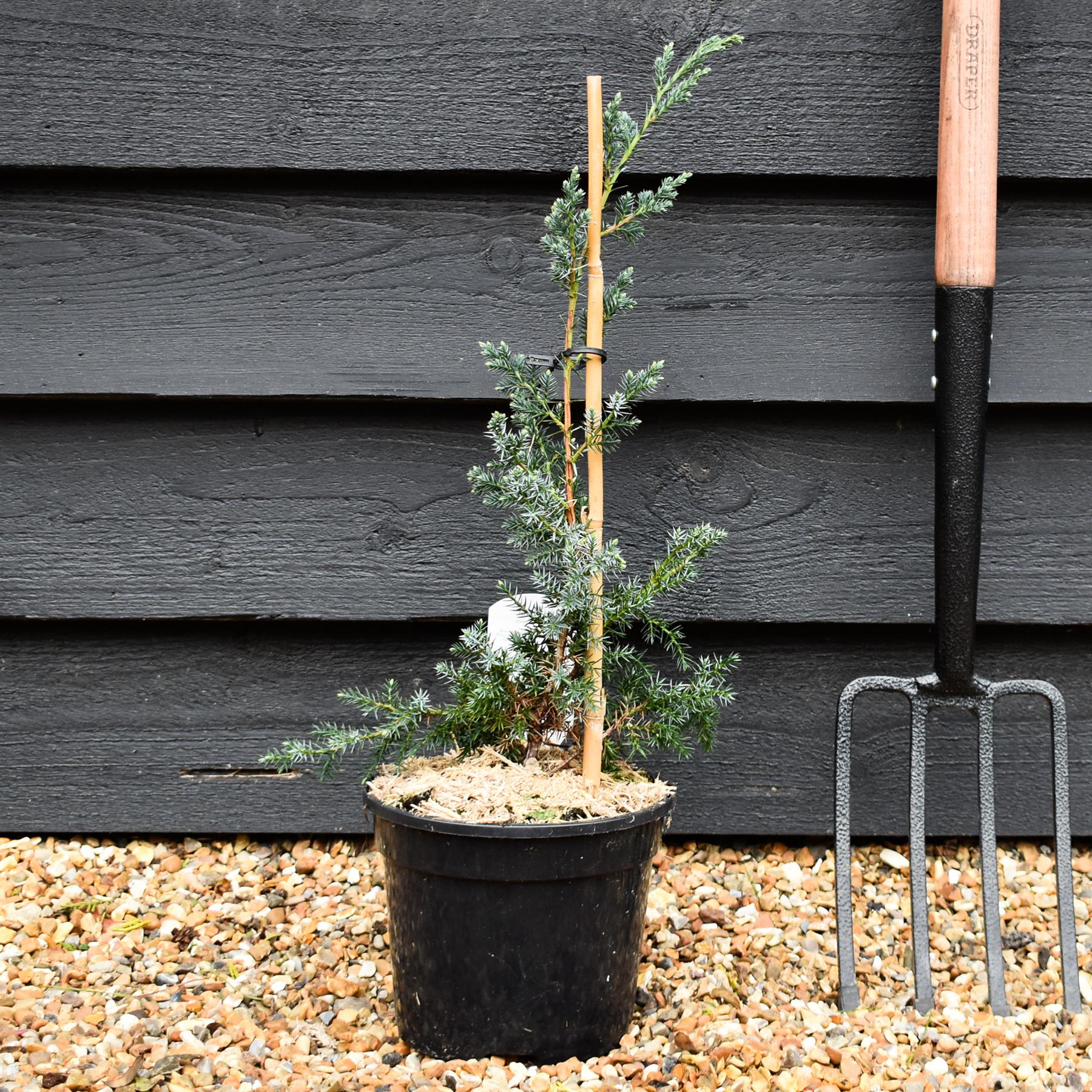 Orendel Tree Juniperus 'Blue Alps' - Height 15-20cm - 3ltt – Arundel Arboretum