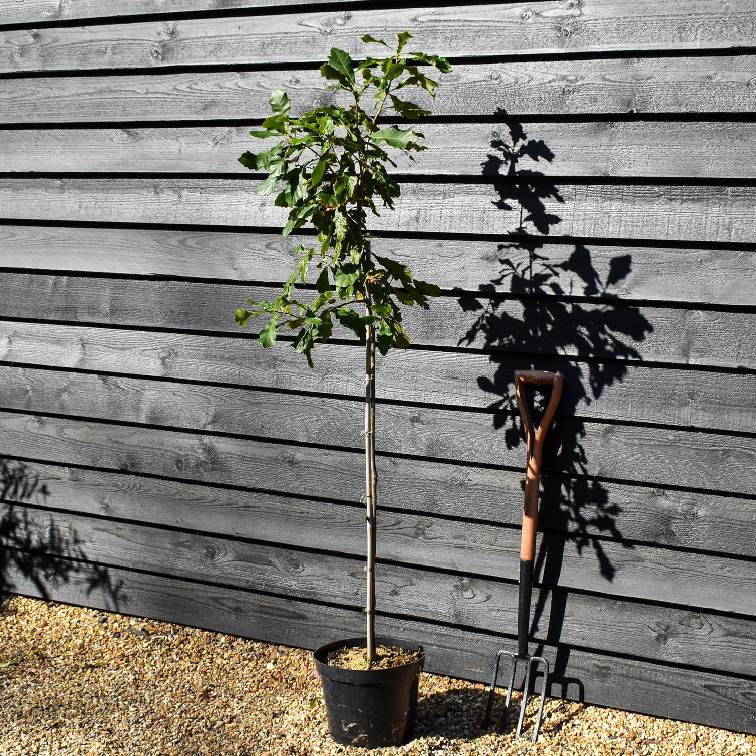 Swamp White Oak | Quercus bicolor - Height 140-160cm - Pot Grown - 10lt